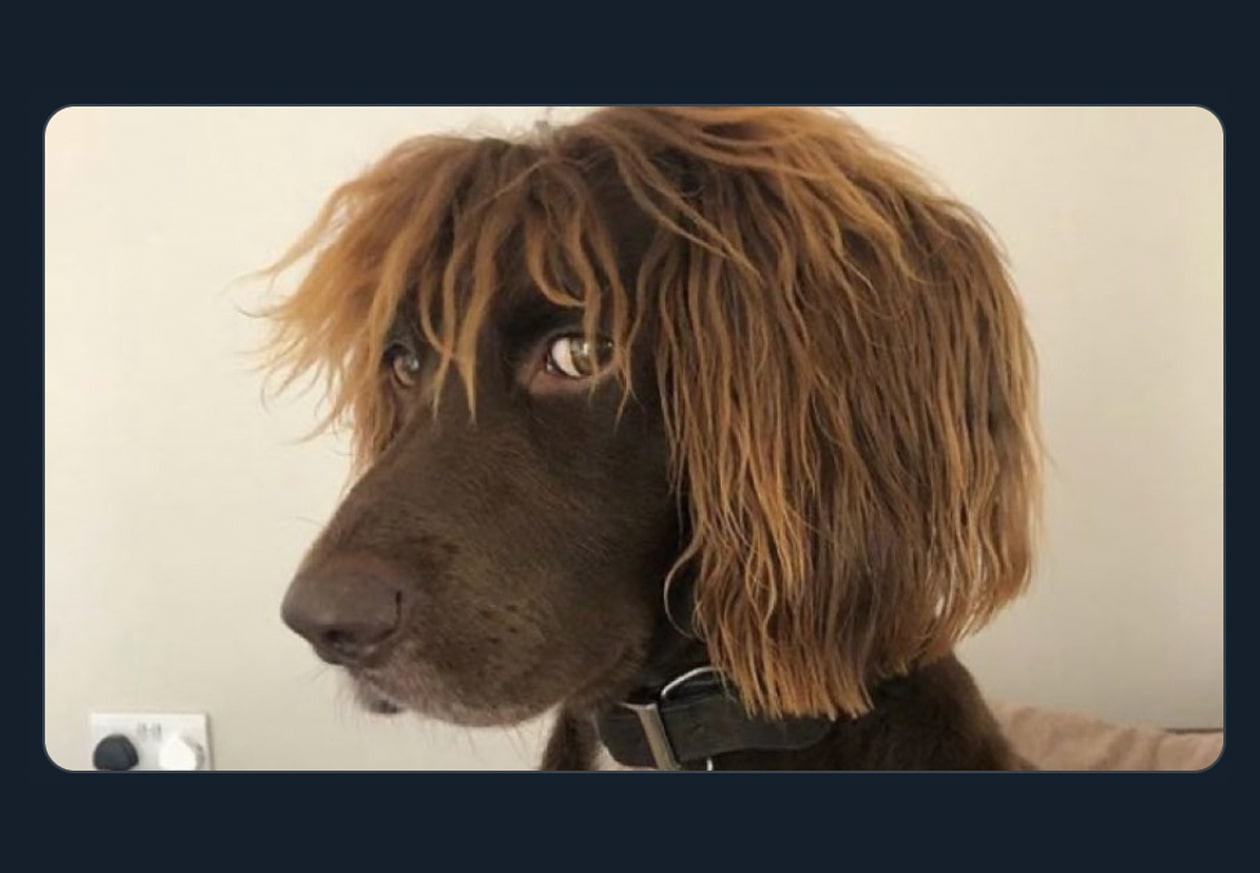 banner image